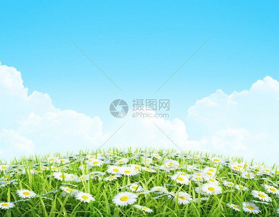 夏天或春天背景有草和鲜花有甘图片