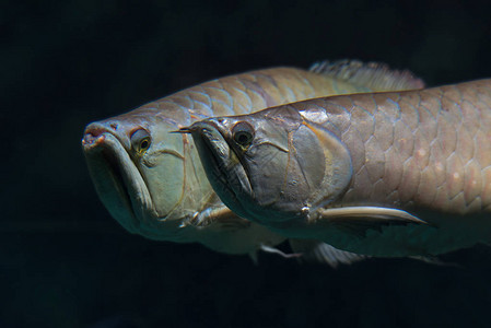 水族馆中的银亚罗安娜Osteoglossumbicirrh图片