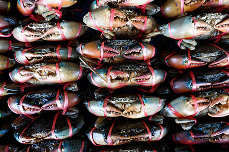锯齿泥蟹海鲜市场的红树林蟹图片
