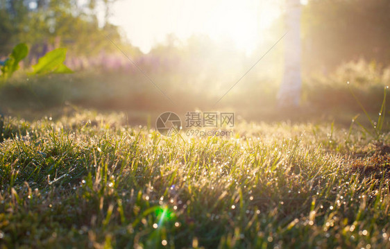 清晨夏月森林阳光照耀的图片