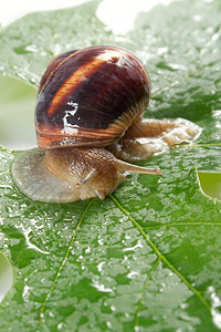 葡萄蜗牛在一片葡萄板上在雨图片