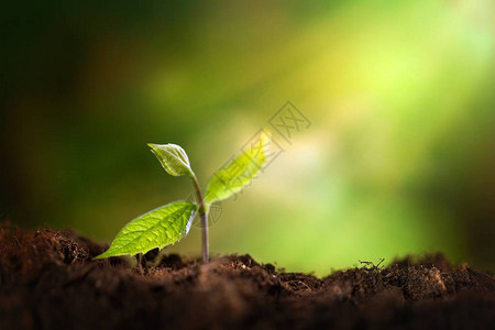 生长的幼苗生命长植物图片