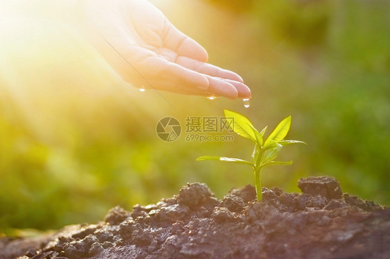 阳光自然的人工培育和给年轻植物浇水古代彩色调子图片