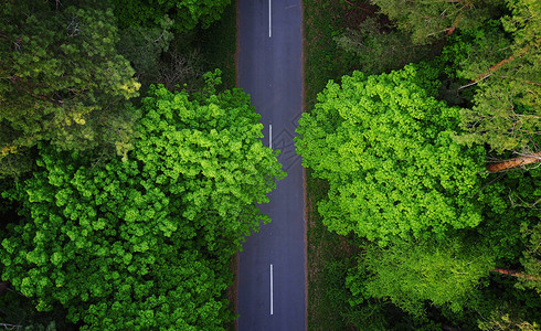 穿越森林的道路图片