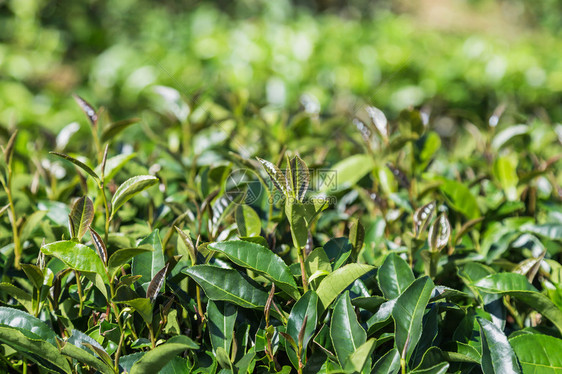 种植园树上的新鲜乌龙茶图片