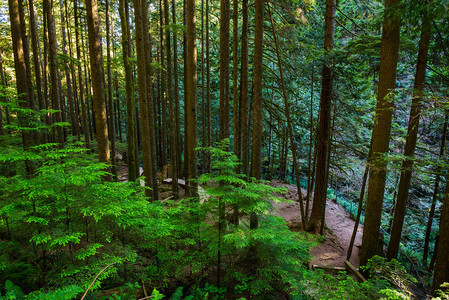 加拿大温哥华林恩峡谷公园的森林图片