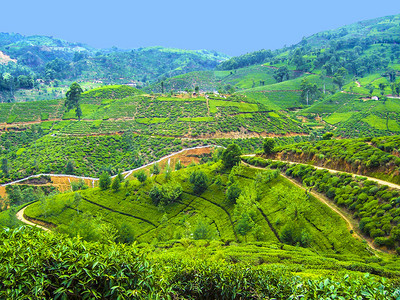 斯里兰卡绿色茶叶种植图片