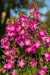 夏季花园中布满鲜花的耕种小矮人格斗场Sidalceamalviflora背景图片