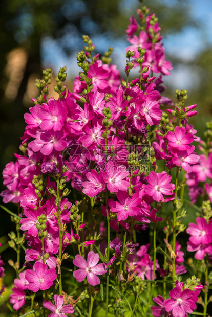 夏季花园中布满鲜花的耕种小矮人格斗场Sidalceamalviflora图片