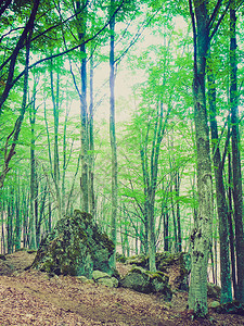 Amiata山丘和森林的景象图片