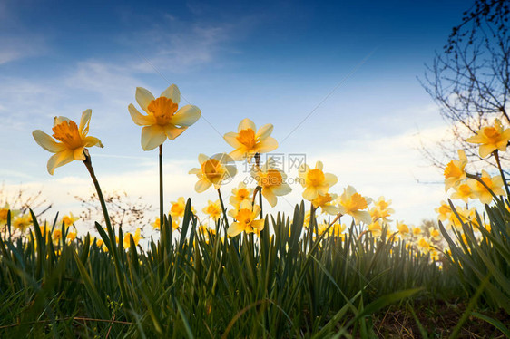 花园里的野水仙图片