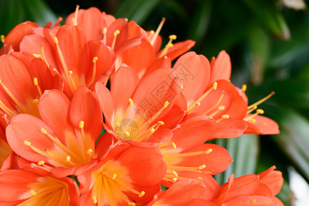 紧贴小米塔花朵盛开它有时被称为纳塔尔利布什伊图片