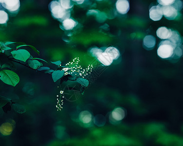 美丽的仙女梦幻般的魔法白色茉莉或樱桃花在森林的树枝上图片