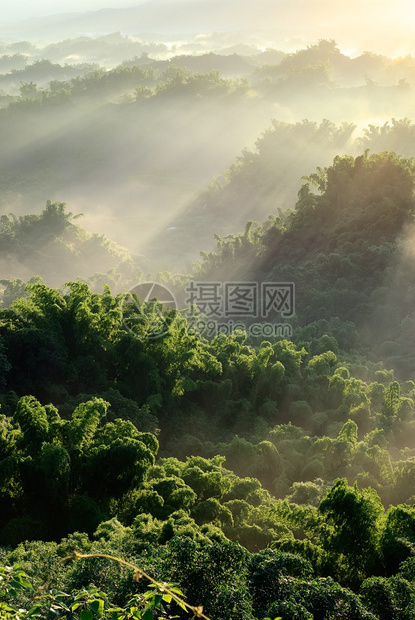 阳光在森林中喷雾自然风景与图片