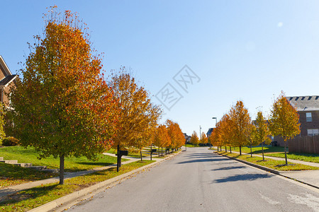 有秋天树的城市街道图片