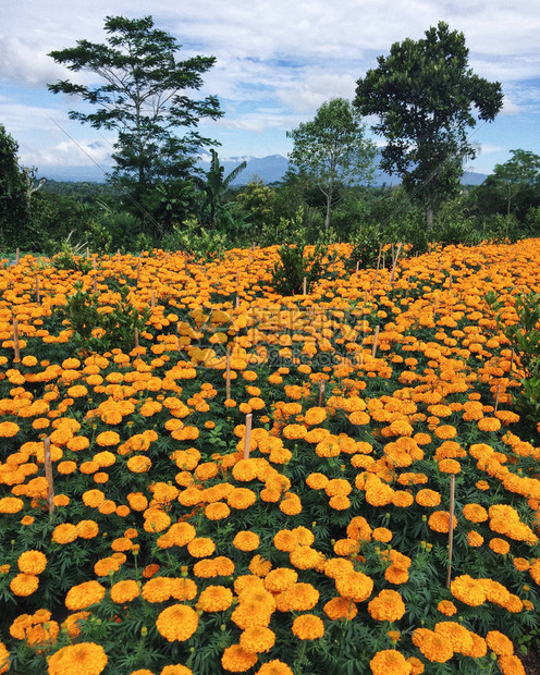 Kintamani山区种植金塔马尼山田图片