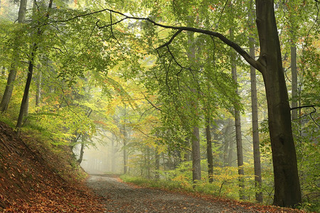 雾蒙的秋天早晨的森林小径图片