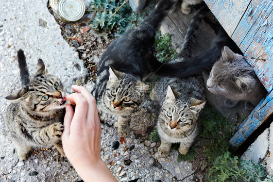 一群野生黑色灰色猫图片