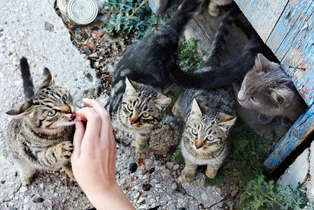 一群野生黑色灰色猫图片