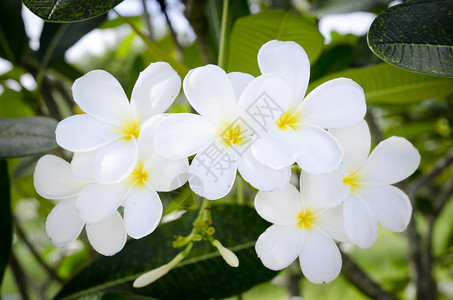 白色和黄色热带花与绿叶背景图片