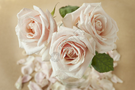 婚礼束奶油玫瑰图片