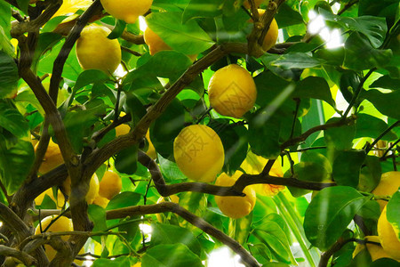 柠檬树自然黄色背景图片