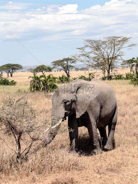 坦桑尼亚大草原上的大象图片