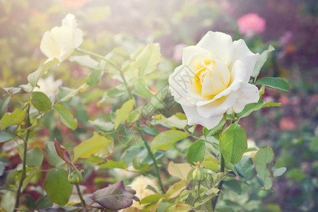 花园中黄玫瑰花晨光效果在花园中图片