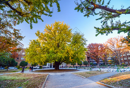 日本东京大学秋季大树背景