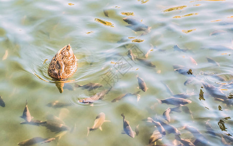 野鸭和池塘里的一群鲫鱼图片