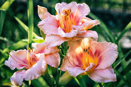 三粉红色黄色的白日Lily肝热辣椒花朵图片