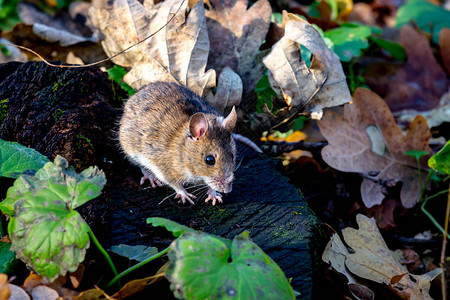 森林里木桩上有趣的小老鼠图片