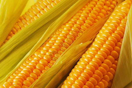 新鲜收获的玉米特写背景图片