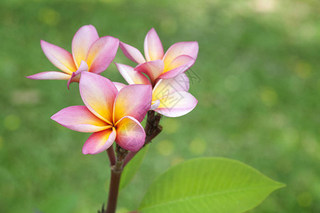 鸡蛋花特写图片