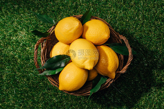 柠檬的顶部视图绿草坪上的树图片