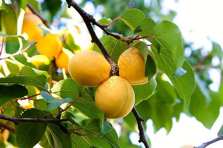 杏树的分支在夏季时有成熟的果实图片