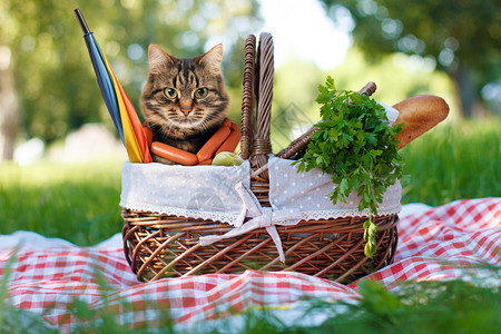 野餐上有趣的猫图片