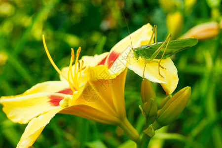 百合花上的蚂蚱图片