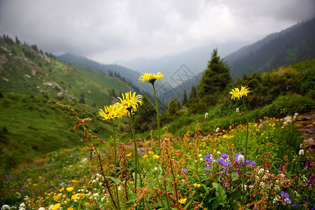 在夏天山的黄色花图片