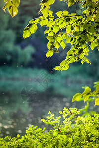 初升的阳光下的白桦树叶图片