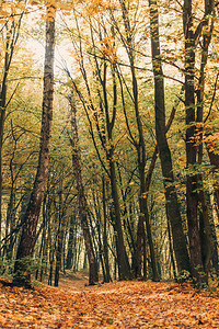 秋季森林中高大树木附近的落叶图片