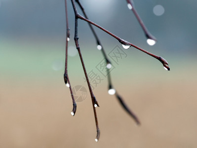 树枝上雨滴的特写图片