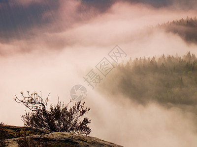 在柔和的粉红色日出中壮丽的丘陵景观美丽的落基山脉公园山谷山丘因新图片