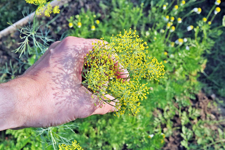 农夫手里握着一朵香料植物花阳光夏日的图片