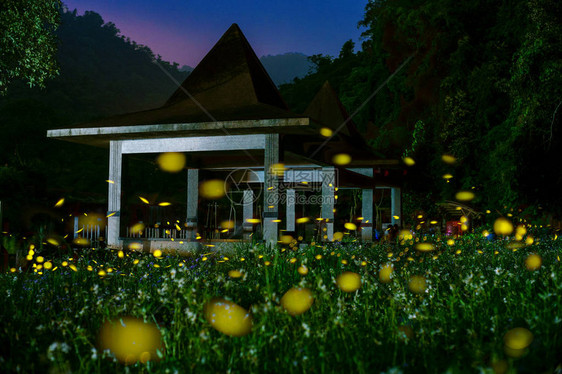 晚上新竹乡下的萤火虫图片