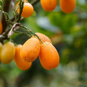 树上的橙色金橘果实图片