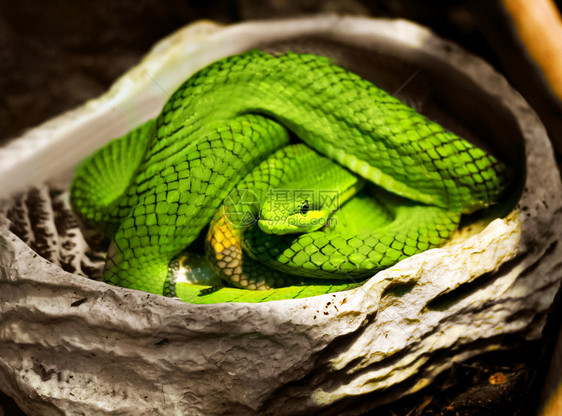 绿蛇的近视图片