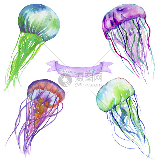 在白色背景上用水彩画的水母样本设置插画图片下载 正版图片 摄图网