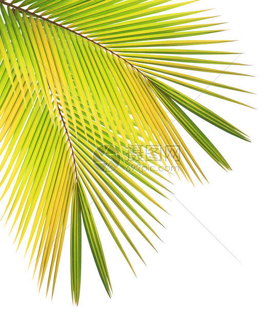 椰子叶孤立的白色背景图片
