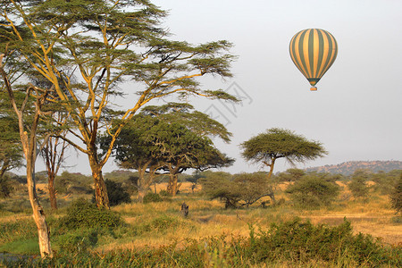 飞越坦桑尼亚塞伦盖蒂公园草原的绿图片